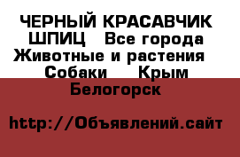 ЧЕРНЫЙ КРАСАВЧИК ШПИЦ - Все города Животные и растения » Собаки   . Крым,Белогорск